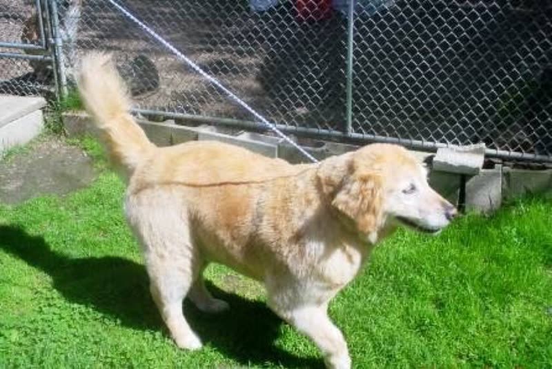 A cream golden retriever walking on grass in the fenced outdoor run at TLC Pet Haven