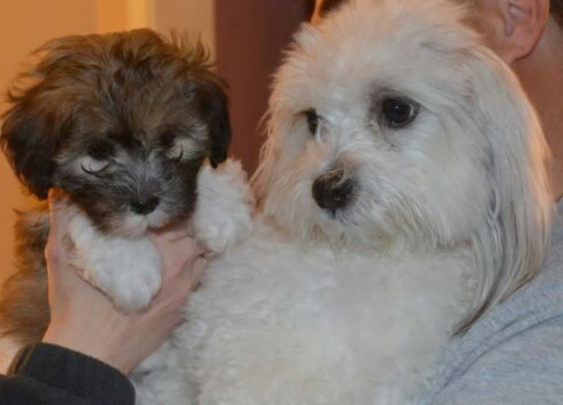Two small dogs held close, a brown puppy in someone's hands beside a white shaggy dog