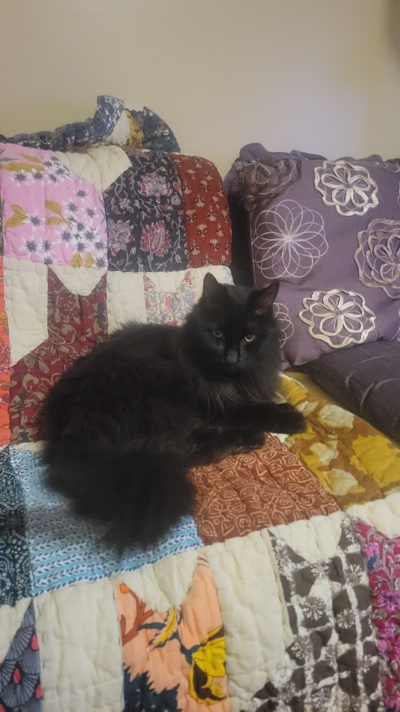 A long-haired black cat asleep curled up on a patchwork quilt