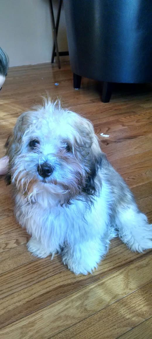 A small scruffy white and grey dog resting on a wooden floor indoors