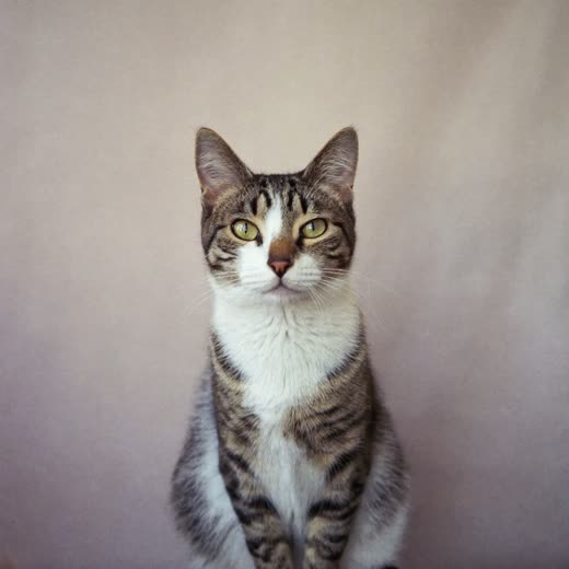 A calm cat, the kind boarded in the cattery