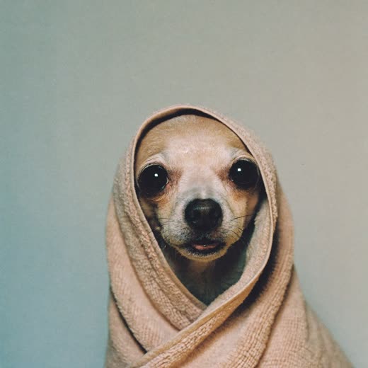 A freshly bathed dog wrapped in a towel